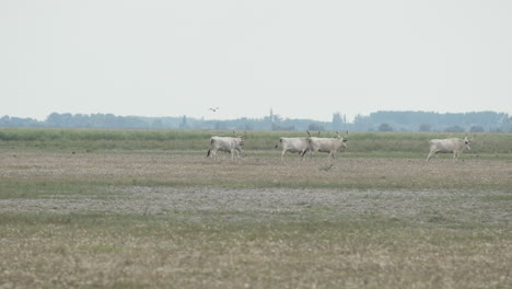 four hungarian grey bulls walking across a meadow