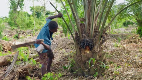 slow-motion-of-black-male-farmer-cutting-a-palm-tree-leaf-in-the-forest-farm-land-field-using