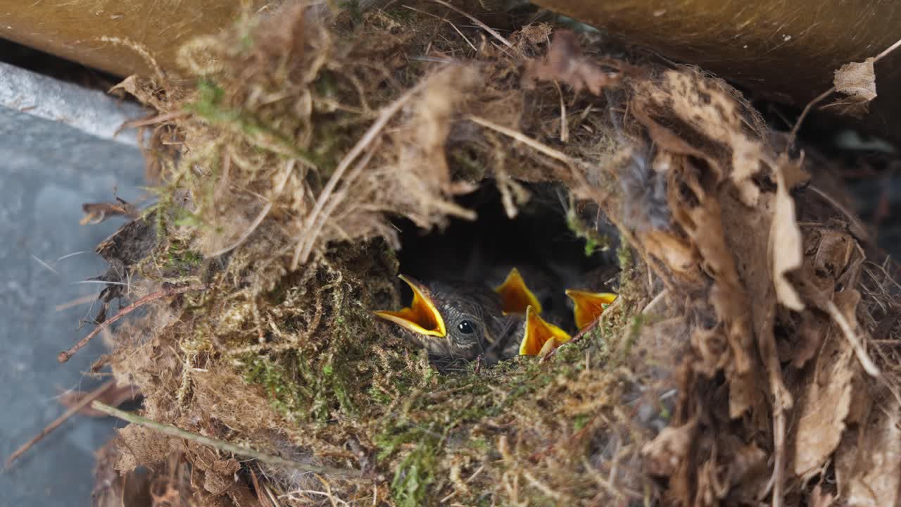 Common Cuckoo babies  in nest, mother feeding birds