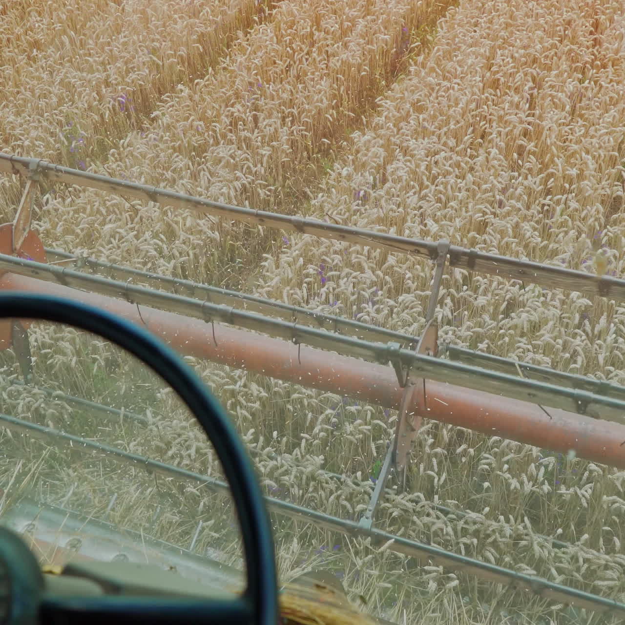Seasonal work from the cabin of a combine in the wheat yellow field. Harvesting wheat through the eyes of combine driver. Close-up