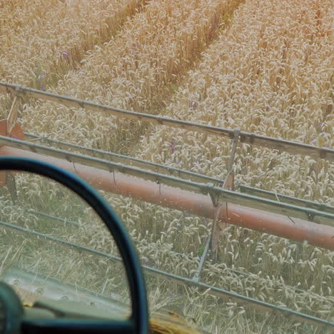 seasonal work from the cabin of a combine in the wheat yellow field. harvesting wheat through the eyes of combine driver. close-up