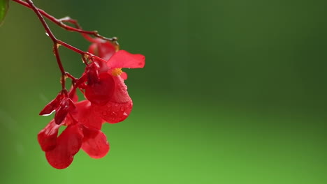 red impatiens flower on green background in rain, red balcony flowers, background out of focus, rain drops falling on petals and splatter all around, isolated, slow motion