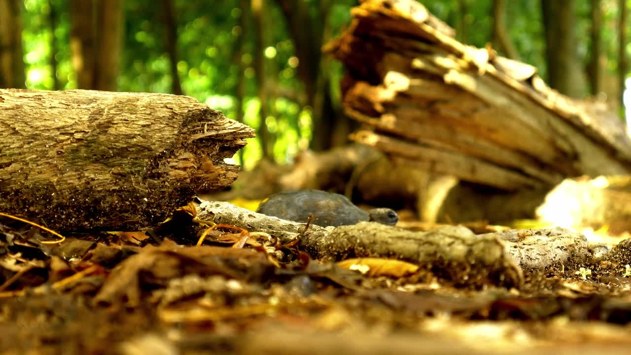 Giant tortoise baby crawls behind logs