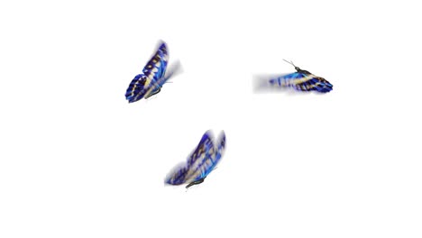 beautiful blue colored butterflies morpho menelaus fly into the screen, sit down and fly away. white green backgrounds close-up. loop-able 3d animation with alpha channel.