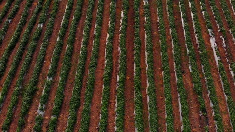 Vista-Aérea-De-Líneas-De-Cultivos-En-Hileras-En-Las-Zonas-Rurales-De-México