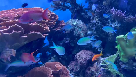 colorful saltwater reef fish aquarium with live coral