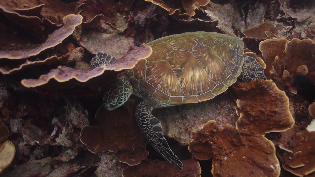 Underwater shot of a Green Sea Turtle resting among textured coral formations on a tropical reef with the patterned shell and flippers contrasting beautifully with the warm tones of the polyp