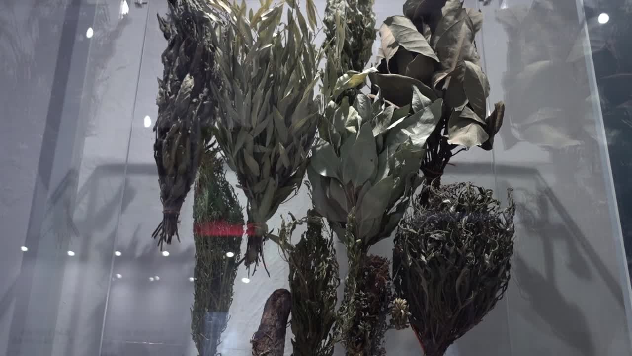 코르테스 궁전 안 의 멕시코 박물관 에 있는 허브 와 약용 식물