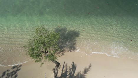 Antenne-Des-Baumes-Neben-Dem-Ozean-Am-Sandstrand,-Der-Die-Wellen-Des-Türkisfarbenen-Meeres-Umspült