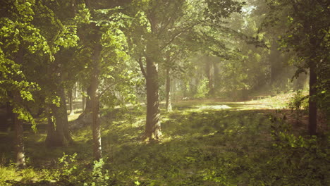 peaceful forest scene with sunlight and fog