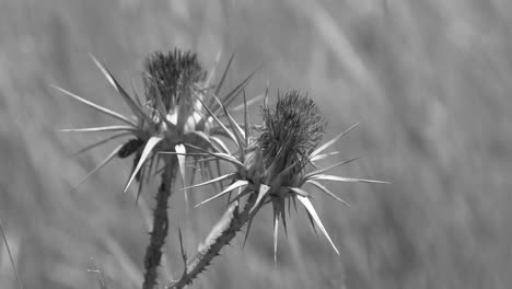 close-up of dried thistle flowers