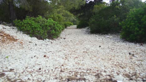 camera tracks forward over pebble rocks into vegetation