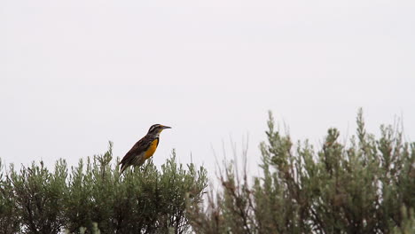 meadowlark bird sings on sagebrush bush against defocused background