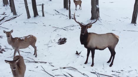 bull elk closeup in winter with his herd