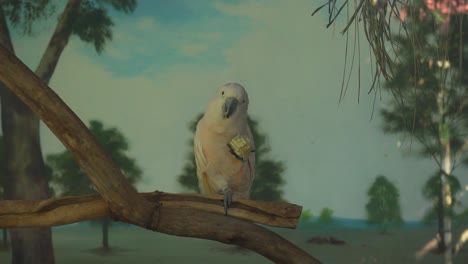 4k sulfur crested cockatoo feeding on corn while perched on trunk. domestic cacatua, birdwatching