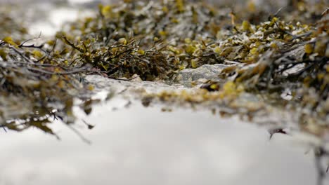 an rolling tide slowly moves towards a seaweed covered rockpool in the foreground on the coast of scotland