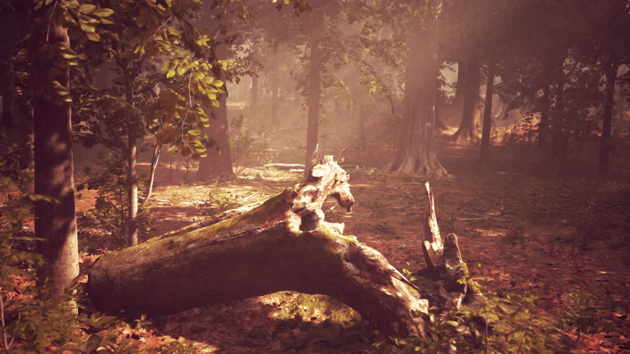 쓰러진 나무 어리 를 가진 안개 숲