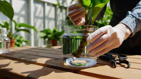 propagating a plant in water