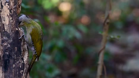 el pájaro carpintero de cabeza gris también se llama pájaro carpintero de cara gris se encuentra en muchos parques nacionales en tailandia y es muy particular en la elección de su hábitat para que prospere