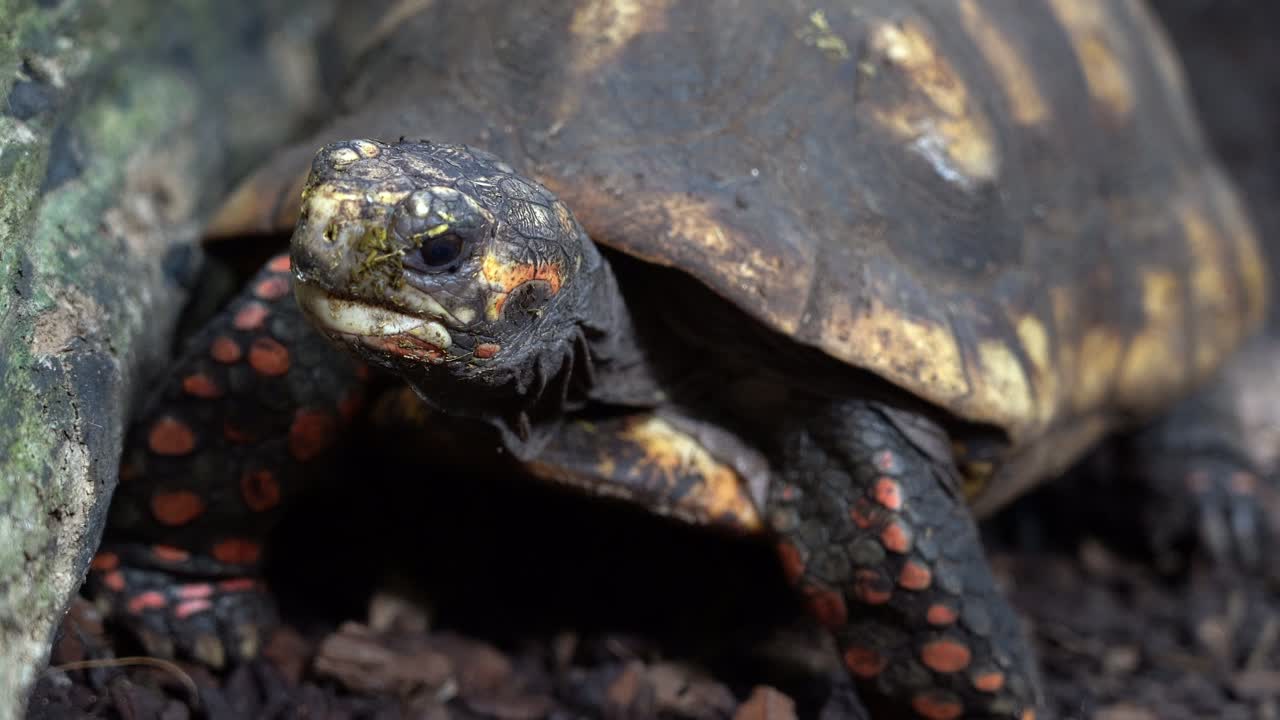 Red footed tortoise looking at camera - low angle ground level close up of head with tortoise looking around