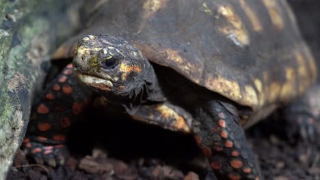 Rotfußschildkröte-Schaut-In-Die-Kamera-–-Nahaufnahme-Des-Kopfes-In-Niedrigem-Winkel-Vom-Boden-Aus,-Während-Die-Schildkröte-Sich-Umschaut