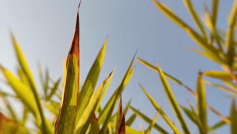 slow motion flowers and leaves