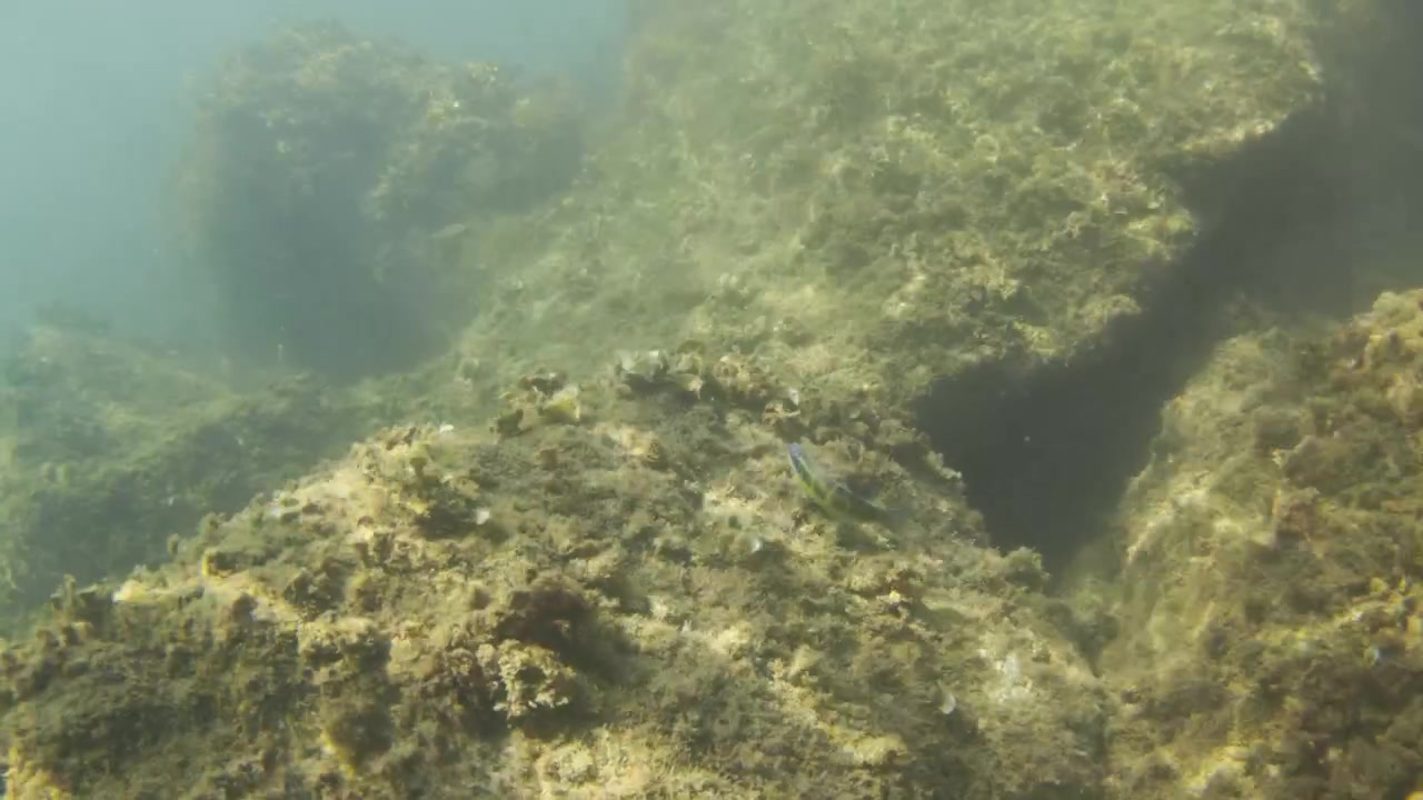 Underwater view of rocks covered by algae and seaweed on the ocean floor, forming interesting patterns and textures