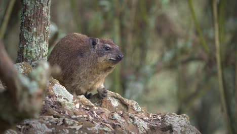 rock hyrax - procavia capensis also dassie, cape hyrax, rock rabbit or coney, terrestrial mammal native to africa and the middle east, order hyracoidea genus procavia. eating and guarding on rocks