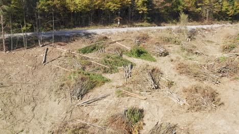 bosque después de la tala de árboles talados