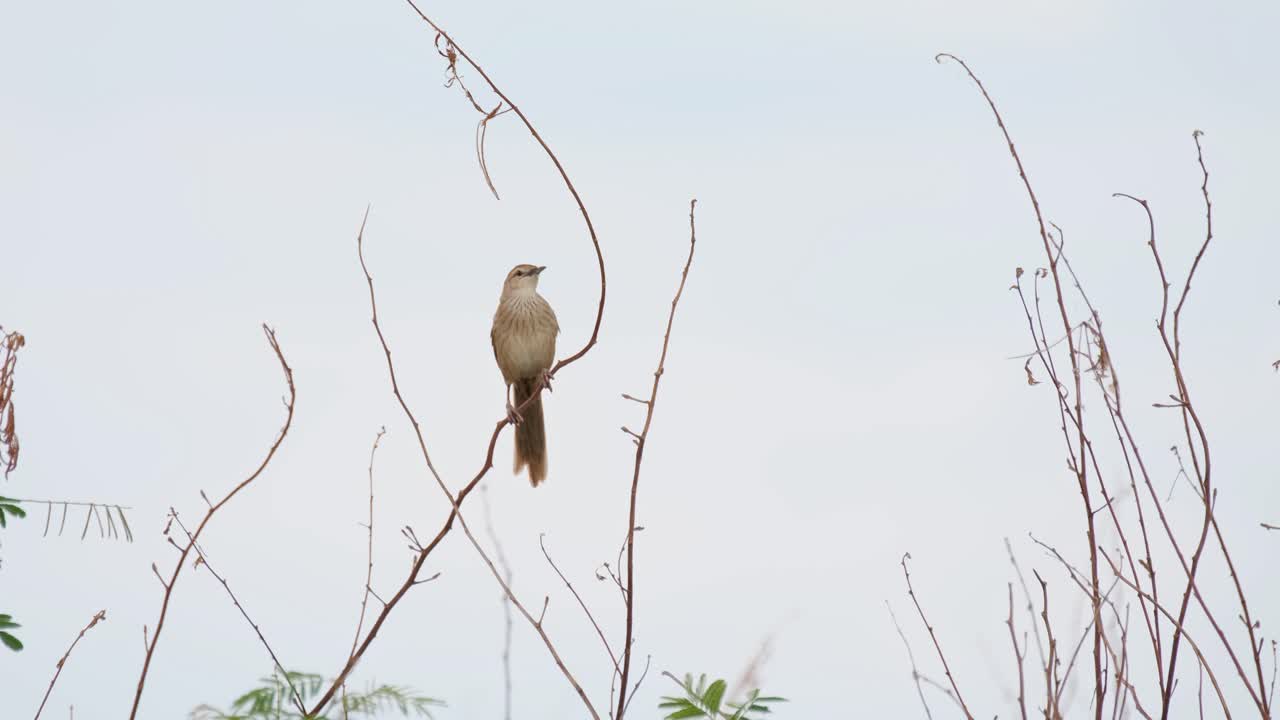 saltamontes estriado, megalurus palustris, imágenes de 4k, pak pli, tailandia