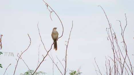 striated grassbird, megalurus palustris, 4k footage, pak pli, thailand