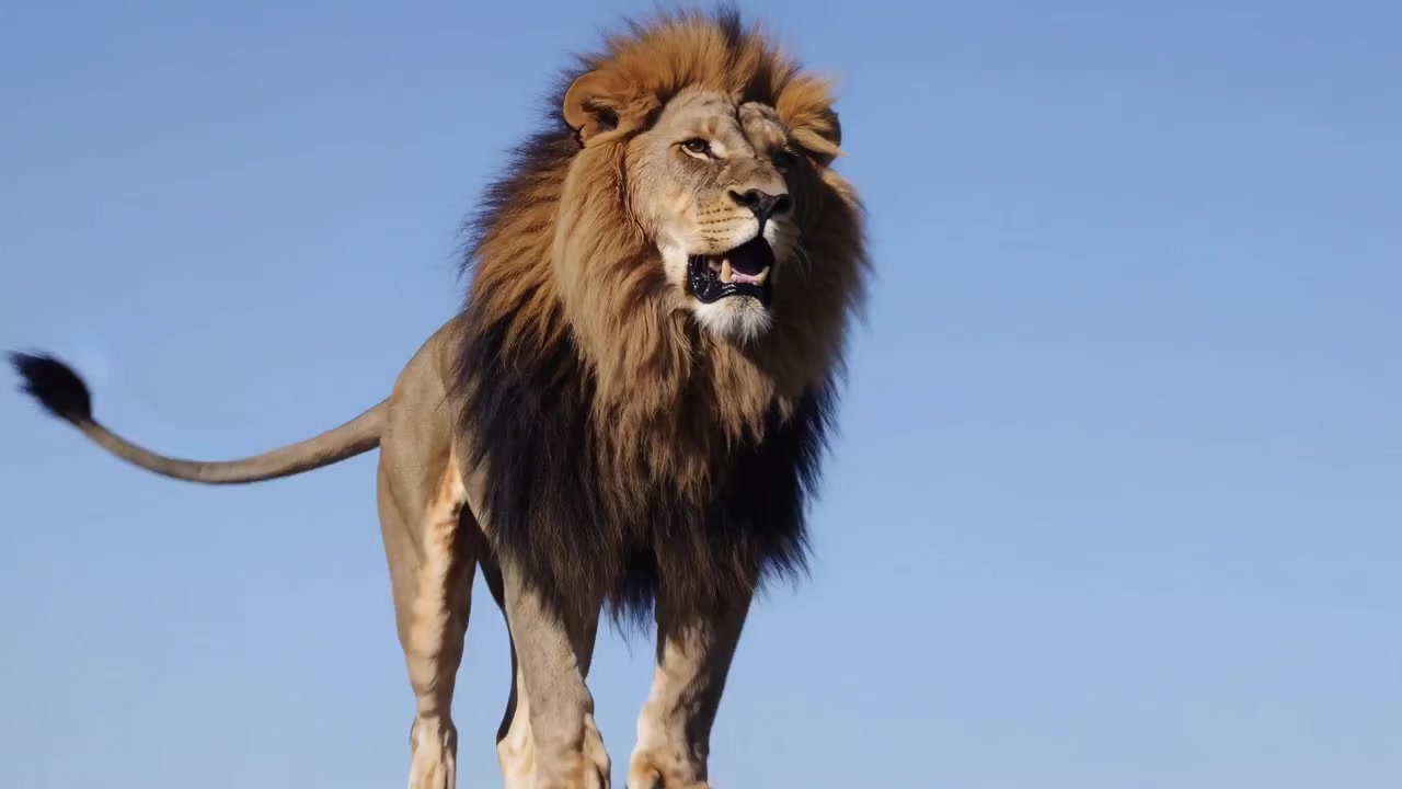 Řvoucí lev samec stojící na skále v africké savaně.