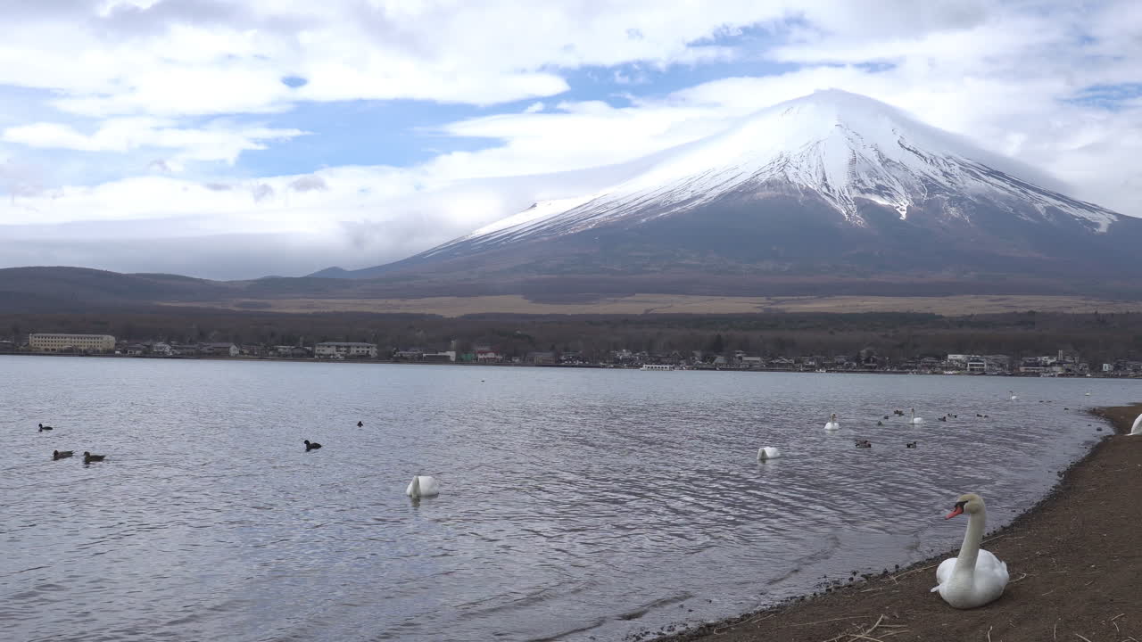 hermosos cisnes blancos en el lago yamanaka con mt.
