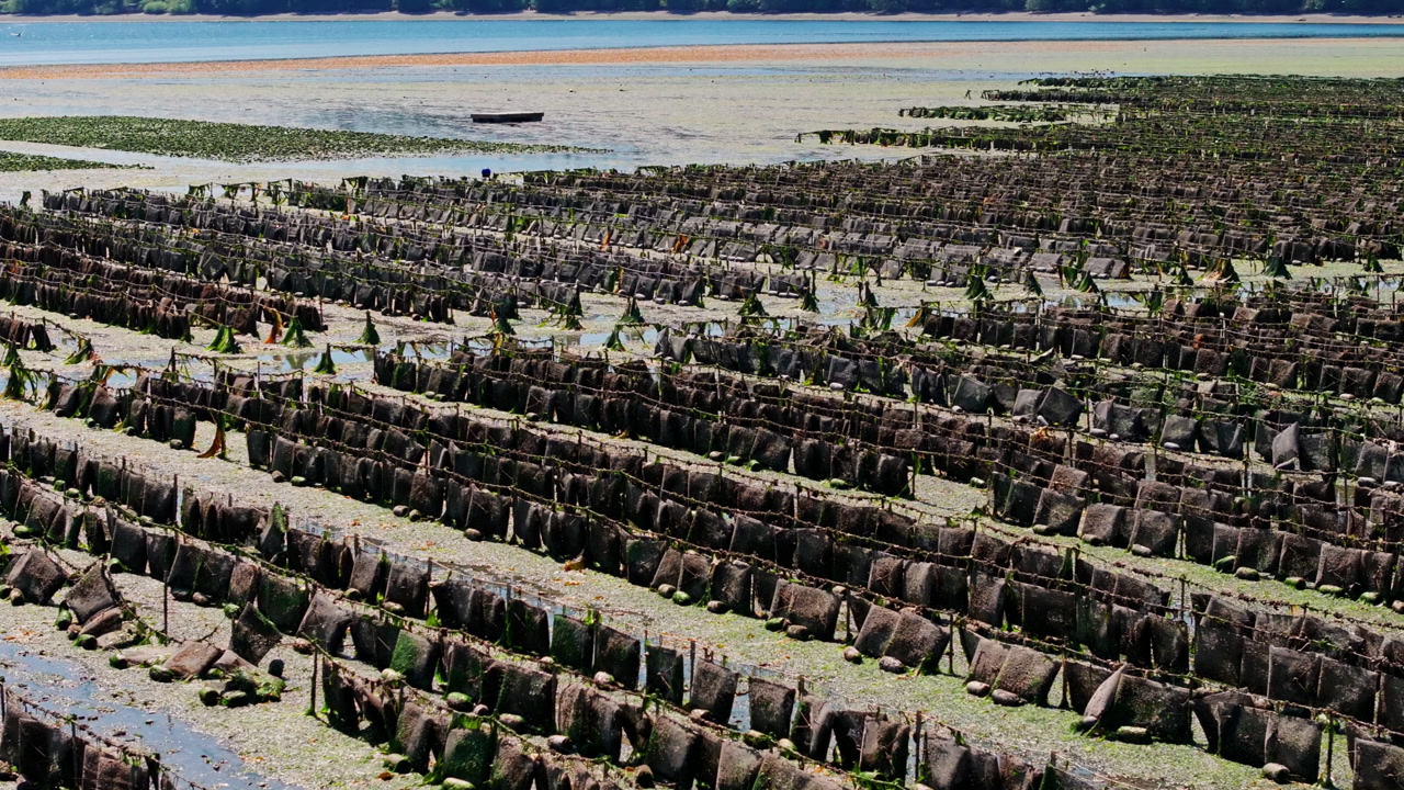 Drone footage of shellfish farming along Hood Canal, showcasing oyster beds, coastal waters, and the natural beauty of Washington’s Olympic Peninsula.