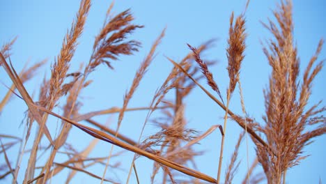 Dried-rye-cereal-crop-in-summer,-ready-for-harvest