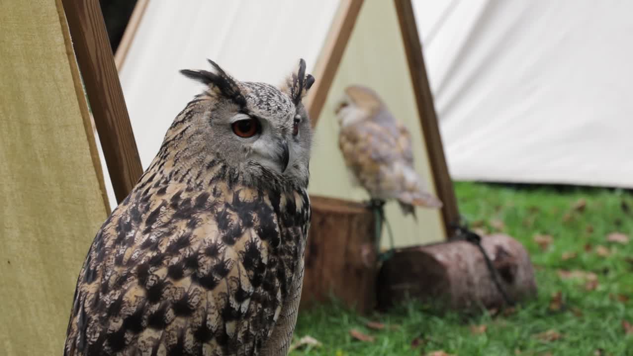 A Eagle Owl and a Church Own in a Medieval Setting interacting with each other.