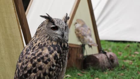 a eagle owl and a church own in a medieval setting interacting with each other.