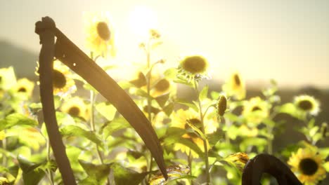 old vintage style scythe and sunflower field