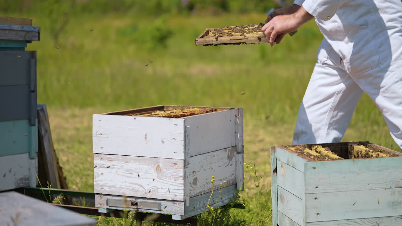 Wooden summer wax frames nectar agricultural. Beekeeper in special uniform working with beehive.