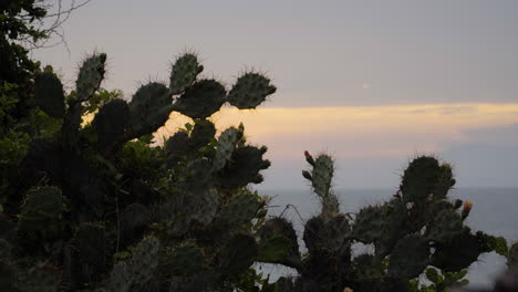 Tiro-Medio-Fijo-De-Nopal