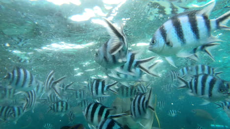 the swift four stripe damselfish