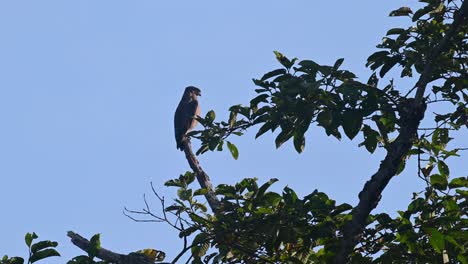 Crested-Serpent-Eagle,-Spilornis-cheela,-4K-Footage,-Kaeng-Krachan-National-Park,-Thailand