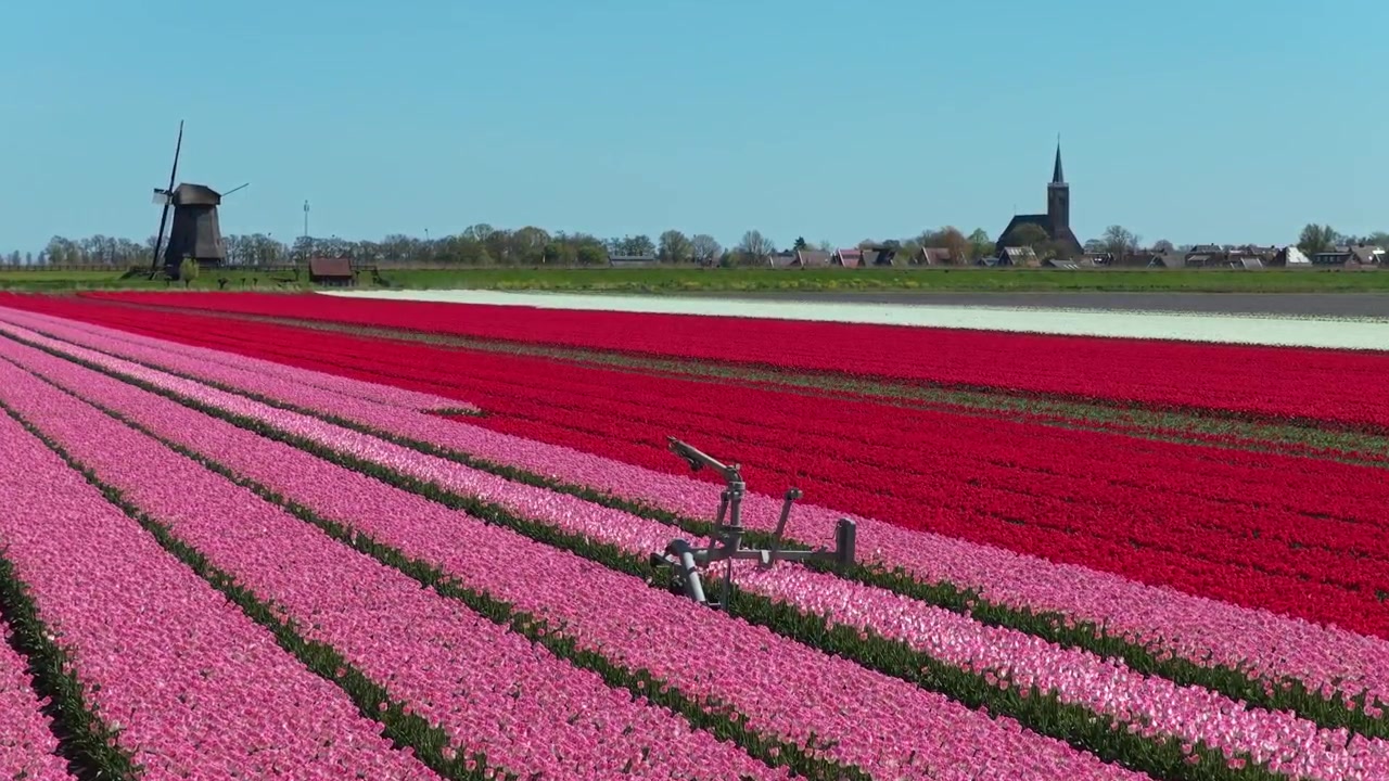 Campo di tulipani olandese con contadino e mulino a vento nei Paesi Bassi