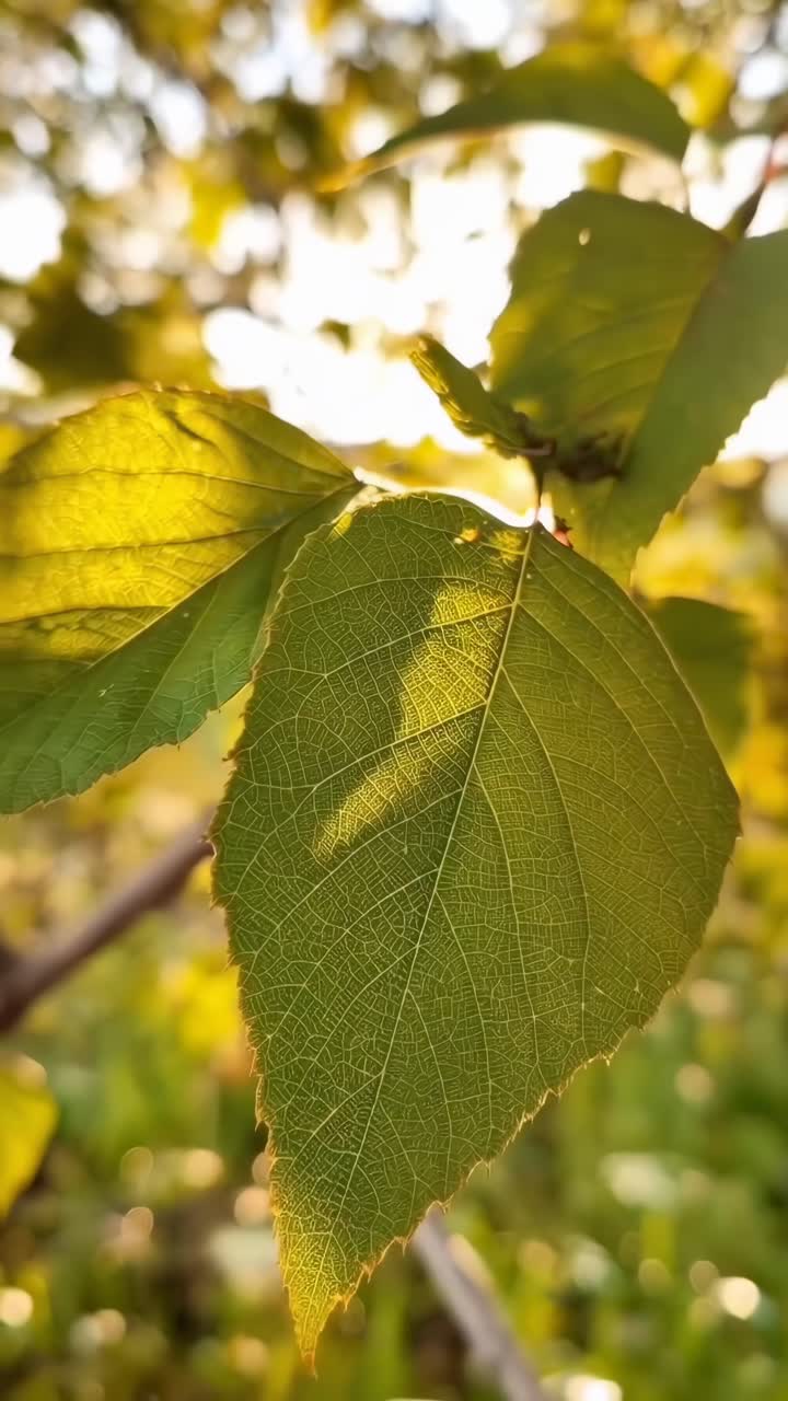 Vídeo em close-up de folhas iluminadas pelo sol, capturado de um ângulo baixo, destacando a textura e a luz, Ao vivo