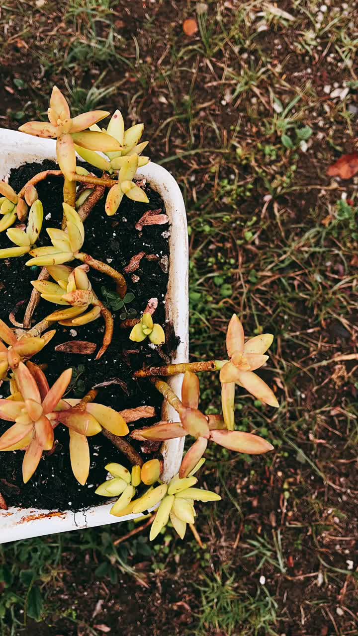 Succulent Plant in a White Pot
