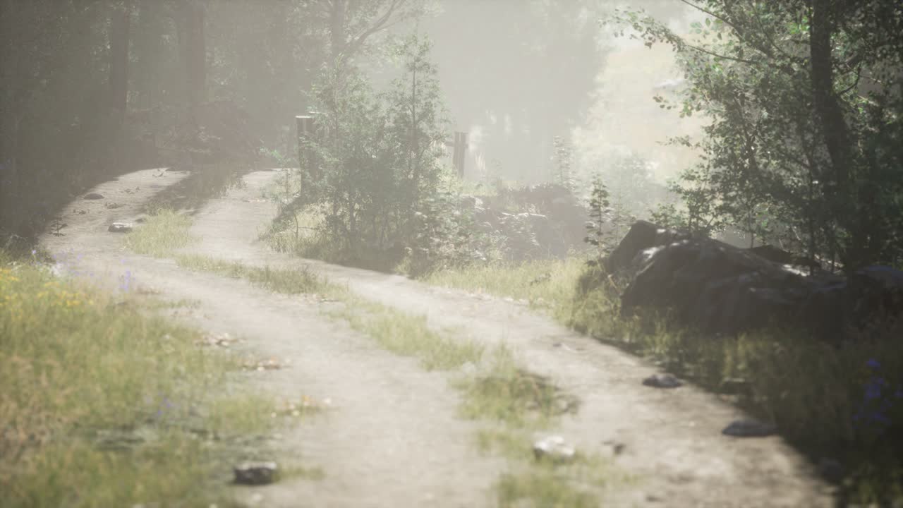 안개 가 가득 한 여름 아침 에  ⁇ 나무 들 에 들어오는  ⁇ 빛