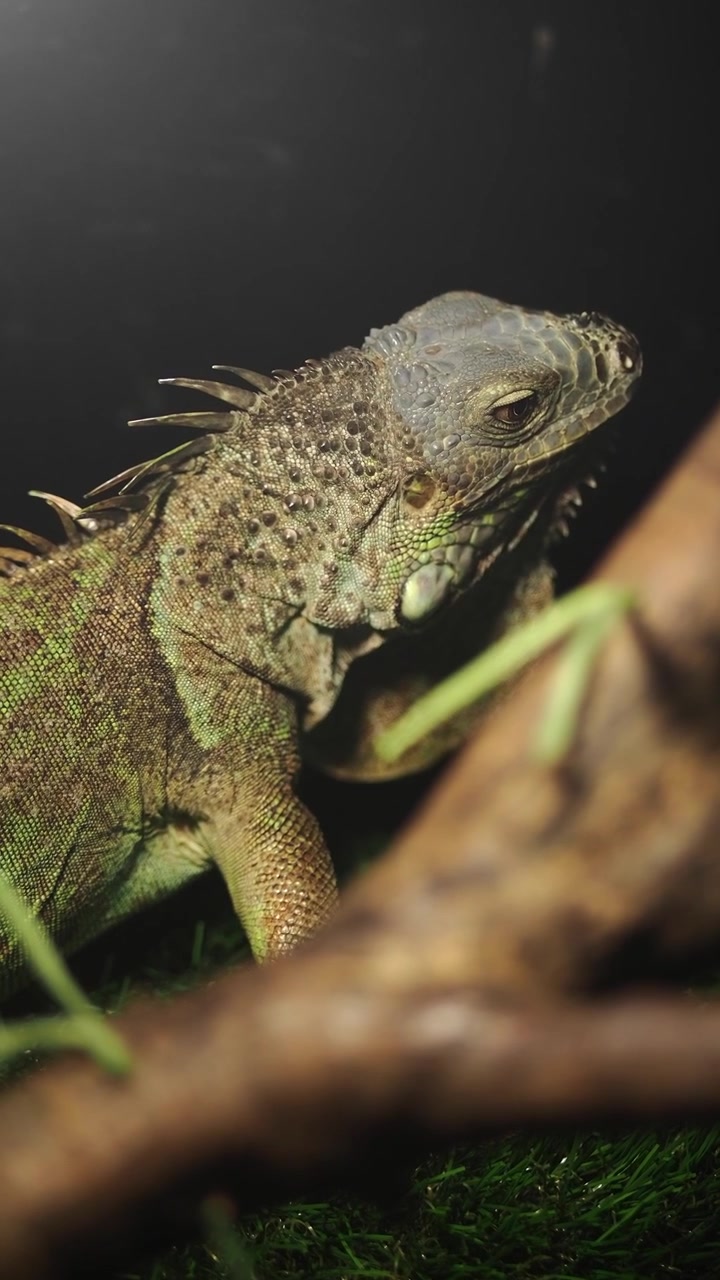 Iguana verde che riposa su un ramo in un terrario