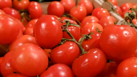 tomato harvest. many tomatoes. perfect tomatoes on vegetable market stall