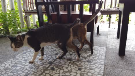 Kurzschwanzkatze-Im-Manx-Stil-Spielt-Auf-Der-Terrasse,-Weiße-Und-Graue-Katzen-Lecken-Das-Bein-Und-Teilen-Sich-Den-Raum-Mit-Einer-Langschwänzigen-Braunen-Weiblichen-Katze