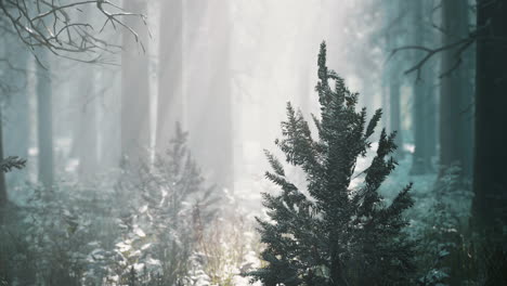 Escena-De-Bosque-De-Abetos-Y-Hayas-Neblinosas-De-Invierno